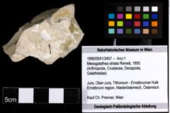Foto (Objekt + Etiketten) von Mesogalathea striata (Remeš, 1895) 